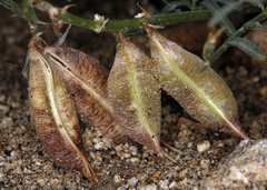 Astragalus casei