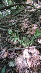 Epipactis krymmontana