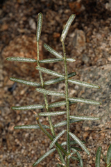 Astragalus casei