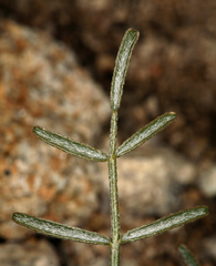 Astragalus casei