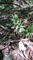 Epipactis krymmontana