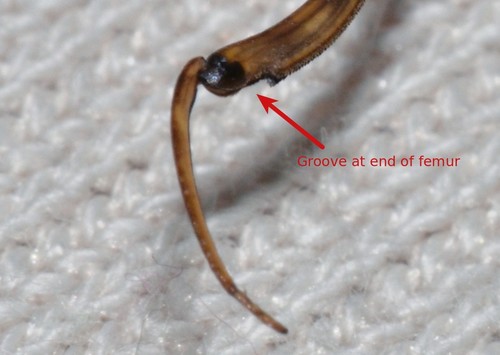 Brown Waterscorpion photo 3