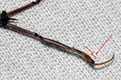 Brown Waterscorpion photo 4