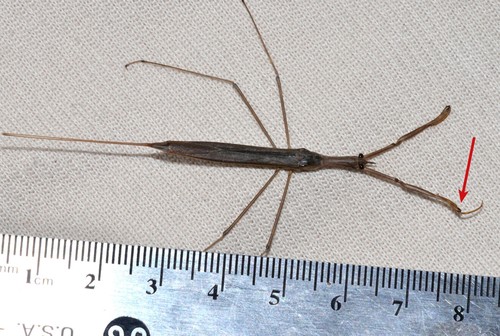 Brown Waterscorpion photo 5