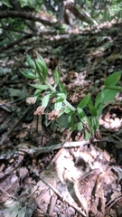 Epipactis krymmontana