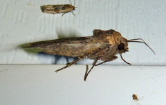 Anaplectoides prasina