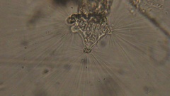 Collotheca