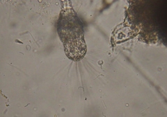 Collotheca