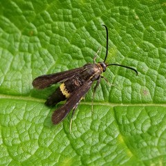 Carmenta pyralidiformis