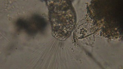 Collotheca