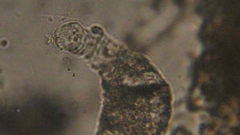 Collotheca