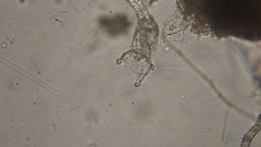 Collotheca