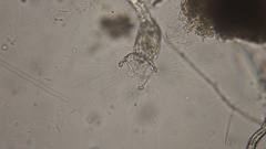 Collotheca