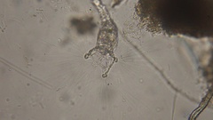 Collotheca
