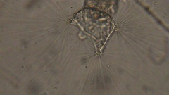 Collotheca