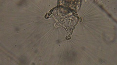 Collotheca