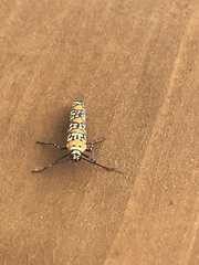 Atteva aurea