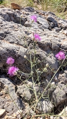 Centaurea sterilis