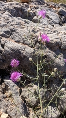 Centaurea sterilis