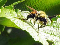 Laphria sacrator