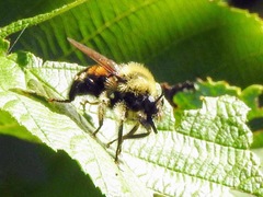 Laphria sacrator