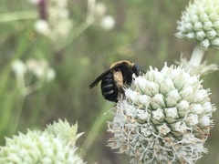 Melissodes comptoides