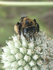 Melissodes comptoides