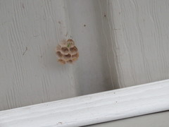 Mischocyttarus mexicanus