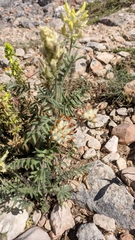 Anthyllis vulneraria boissieri