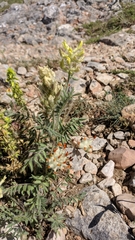Anthyllis vulneraria boissieri