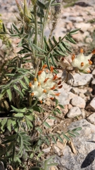 Anthyllis vulneraria boissieri