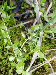 Cardamine polemonioides