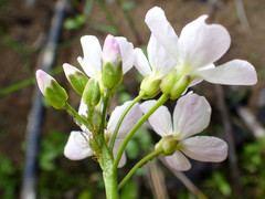Cardamine polemonioides