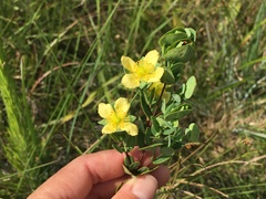 Hypericum crux-andreae
