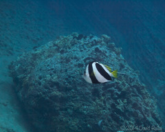 Heniochus diphreutes