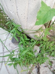 Sisymbrium officinale