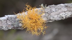 Teloschistes capensis