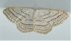 Scopula ancellata