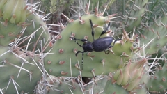 Moneilema semipunctatum