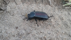 Eleodes suturalis