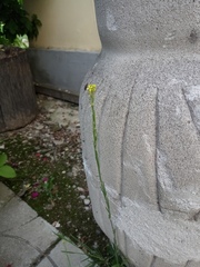 Sisymbrium officinale