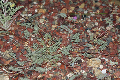 Astragalus inyoensis