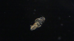 Cocconeis pediculus