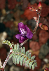 Astragalus inyoensis