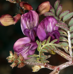 Astragalus inyoensis