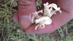 Sophora nuttalliana