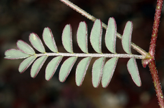 Astragalus inyoensis