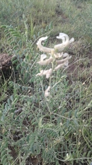 Sophora nuttalliana