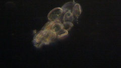 Cocconeis pediculus