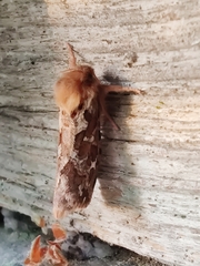 Korscheltellus fusconebulosa